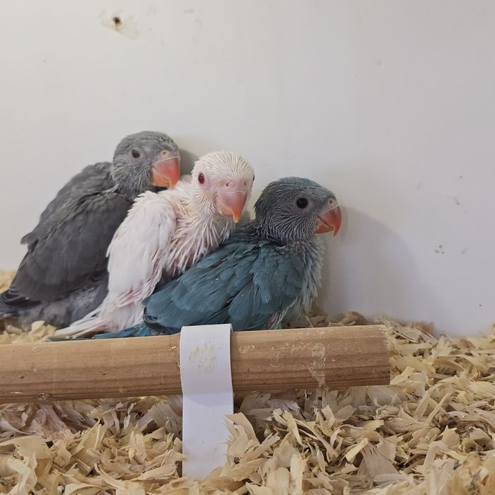 Lindos Ringnecks  Verdadeiros Companheiros de Estimação