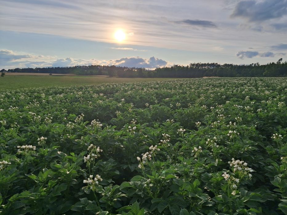 Ziemniaki skrobiowe przemysłowe drobne 30-55