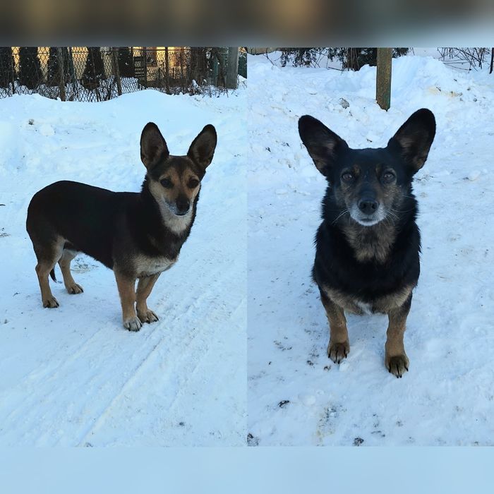 Їм дуже потрібен дім!