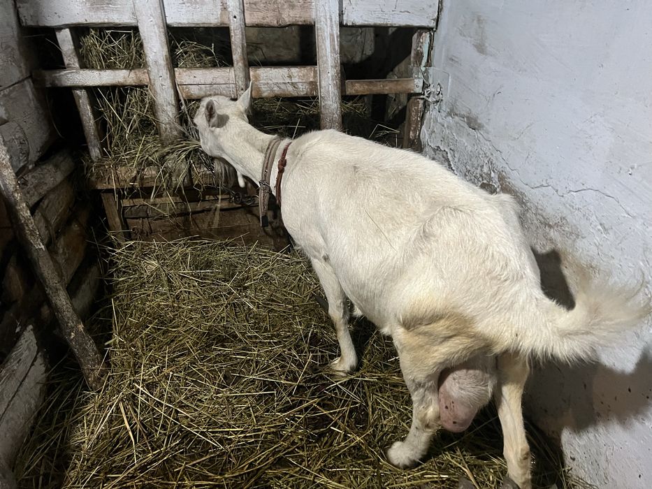 Продам діїну козу