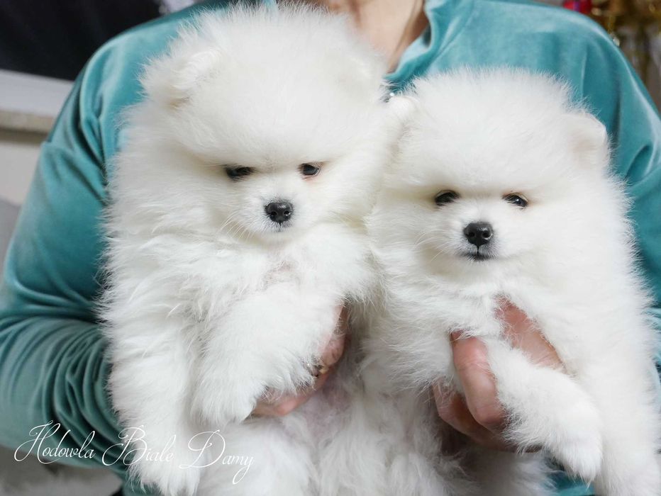 Szpic miniaturowy Samiec piesek Amant