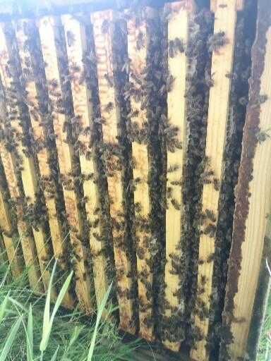 Бджоломатки 2026