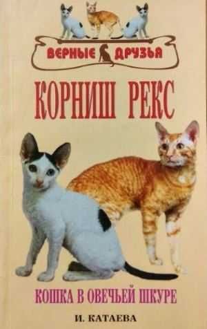 Котёнок корниш рекс