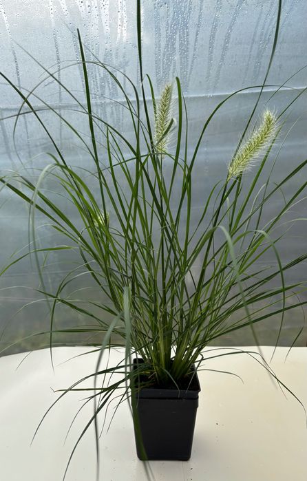 Rozplenica Hameln ,Black Beauty, Red Head Foxtrot