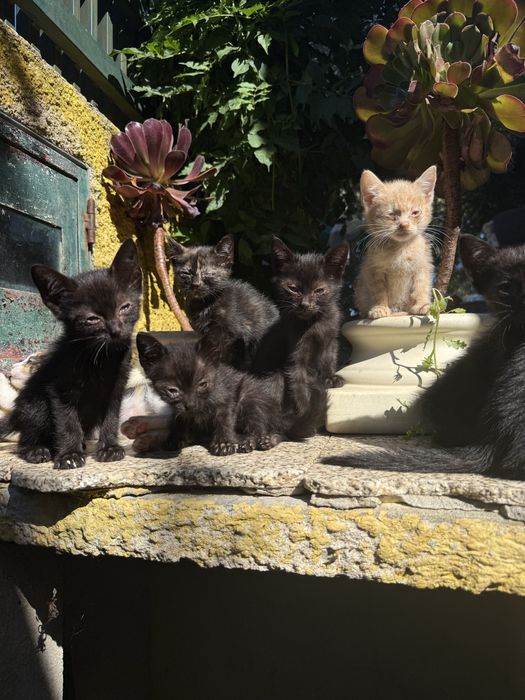 Gatinhos para adoçao