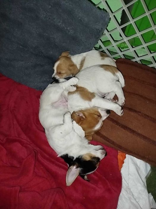 Szczeniaczki do oddania