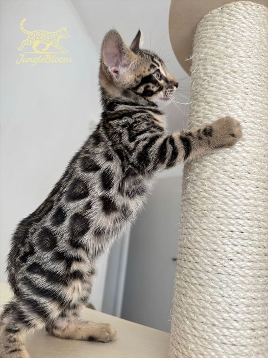 Amour Kocurek Bengalski FPL/FIFe