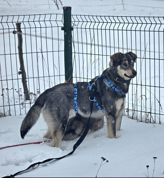 ***Amir ***

Amir jest jednym z psów, które podczas pożaru stracił