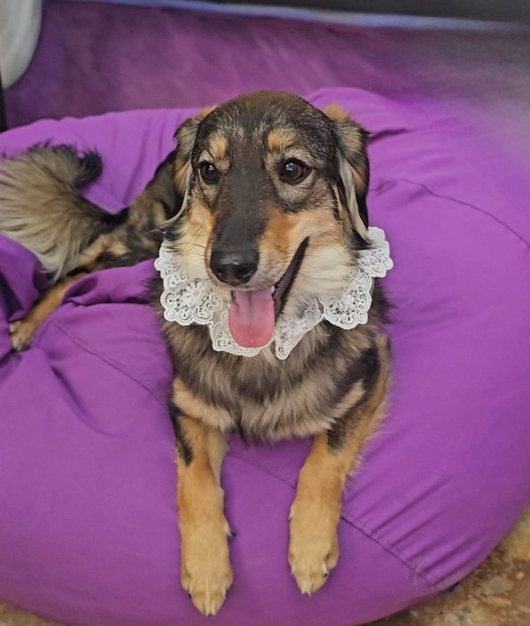 Собачка в добрі ручки!