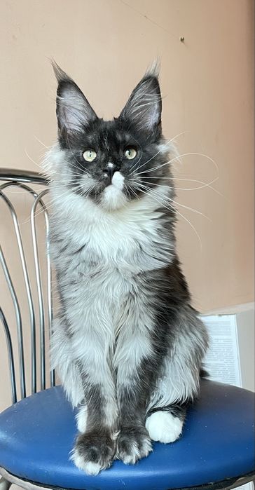 Дівчинка черний дим.