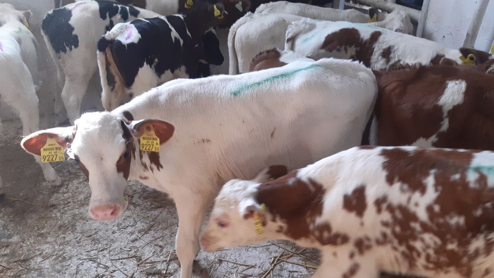 Cieleta miesne Sedziszow