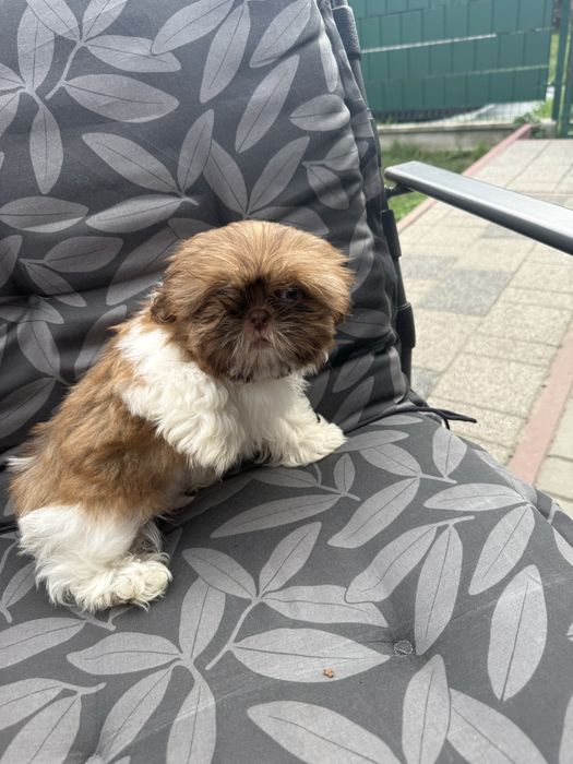 Shih tzu.          .