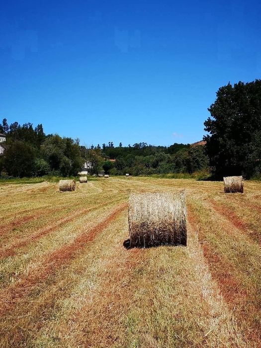 Bolas de palha azevem