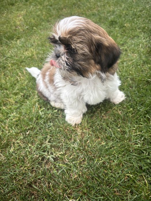 Szczeniak Shih tzu- Suczka