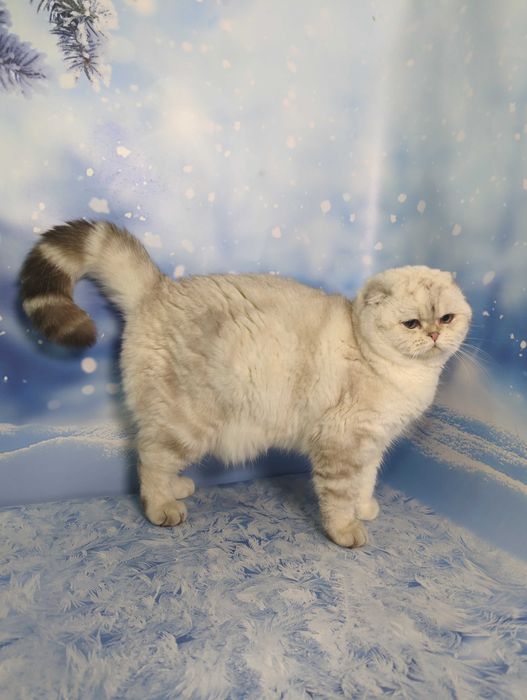 Шотландський котик Гламур