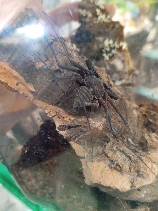 Amplypyga Damon sp.