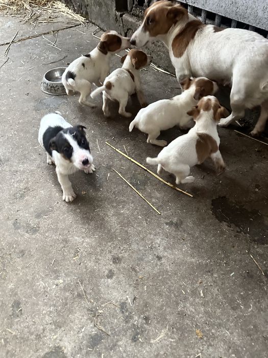 Продам собак породи фокстерʼєр