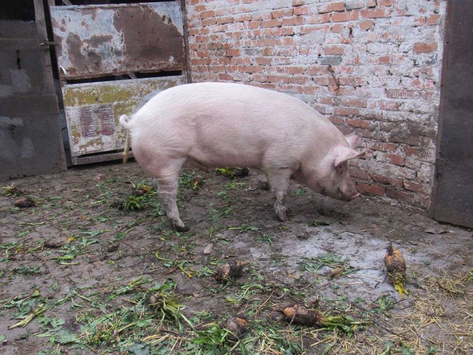 Свині. Продам свиней живою вагою. Свинина