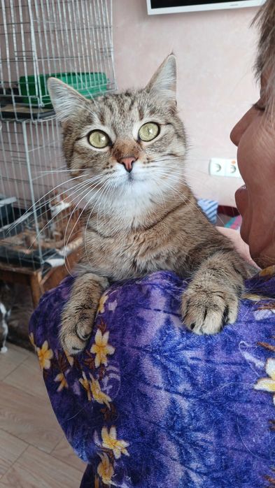Серая полосатая кошка по имени Тигра, 1,5 года, стерилизована