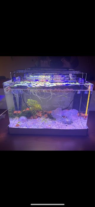 Aquário+Filtro+Luz+Termostato