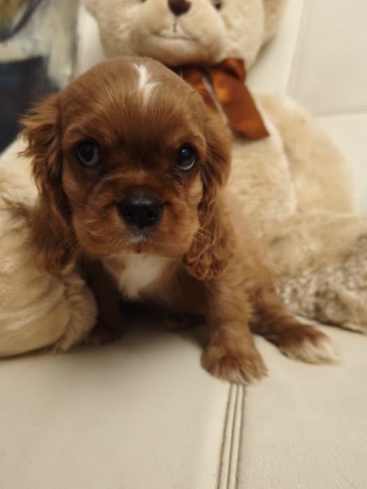 Кавалер Чарльз кинг спаниель ксу