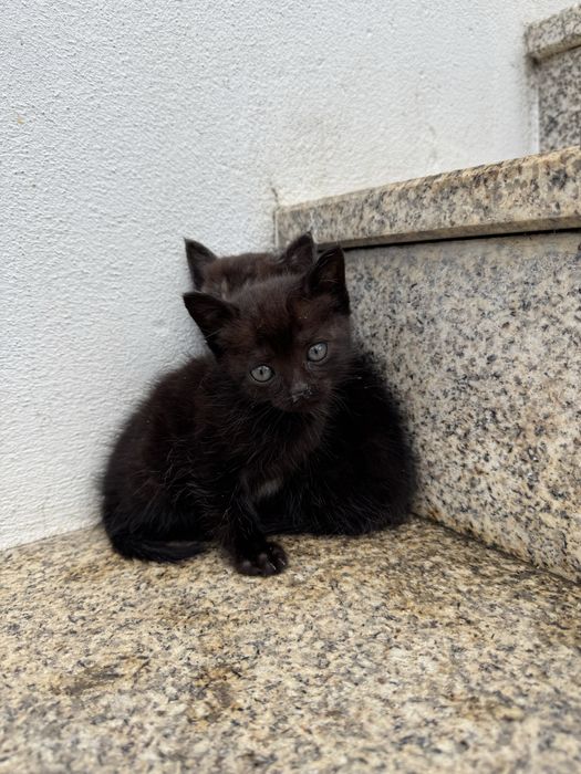 Dois gatinhos para adoção