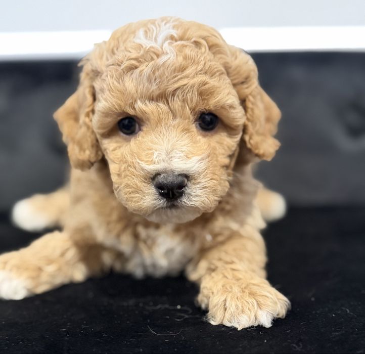 Bochpoo Poochon Maltipoo