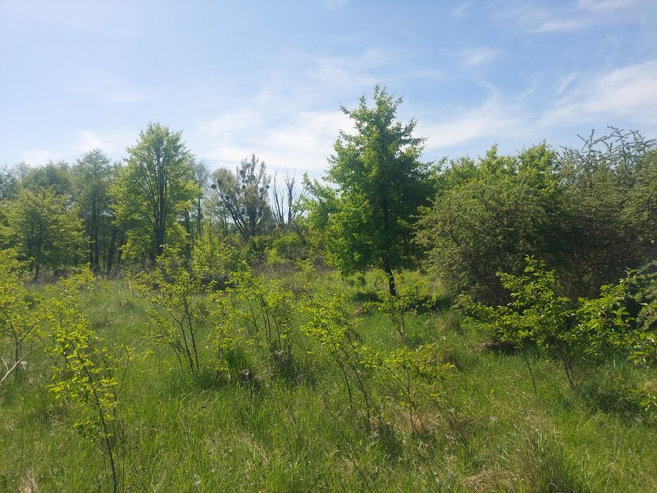 Продаж ділянки 50 соток с.Млинище (26144870)