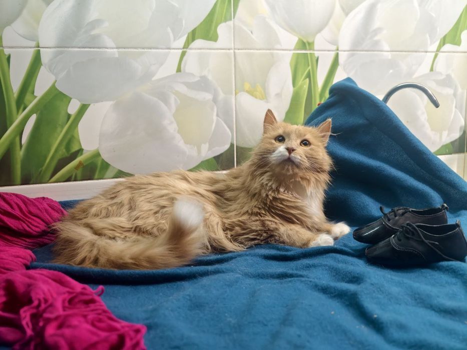 Красень котик в пошуках дому