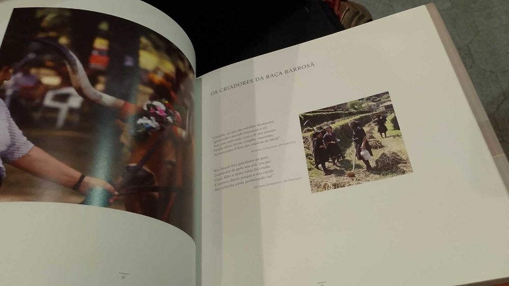 Raça Barrosã "AMIBA"