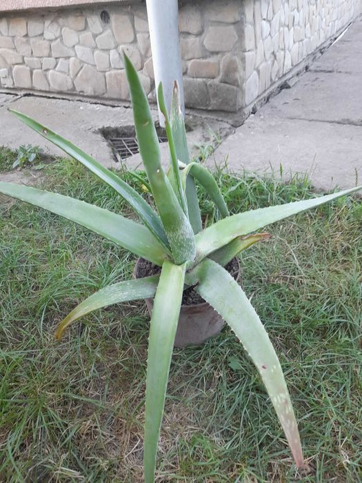 продаю алоє вера