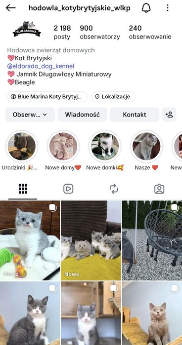 Kot Brytyjski Bibi odbiór listopad/grudzień kotka niebieska bikolor