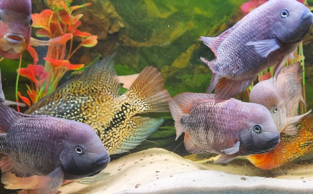 Pielęgnice Vieja Breidohri Samice