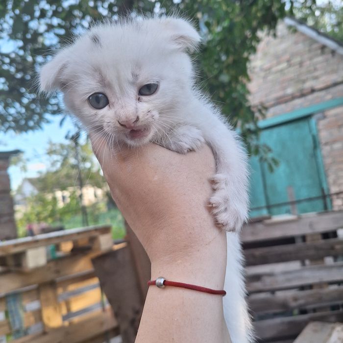 Кошенята шотландца