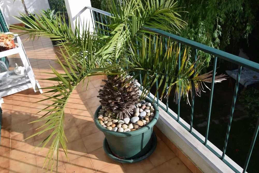 Palmeira para casa ou jardim