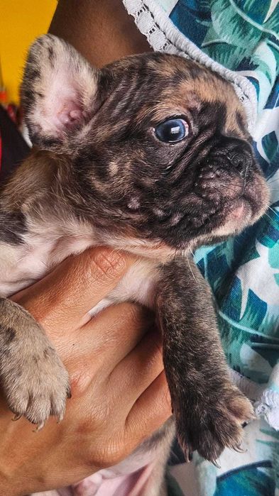 Bulldog francês negócio