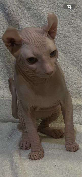 Кошеня Ельфійський сфінкс
