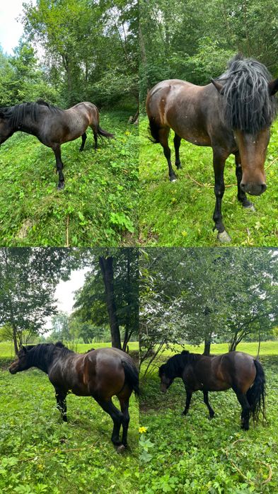 Продаю кобилу 5 років