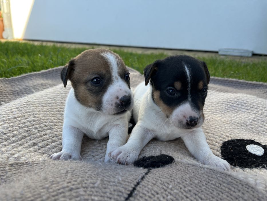 Szczeniak Jack Russel Terrier