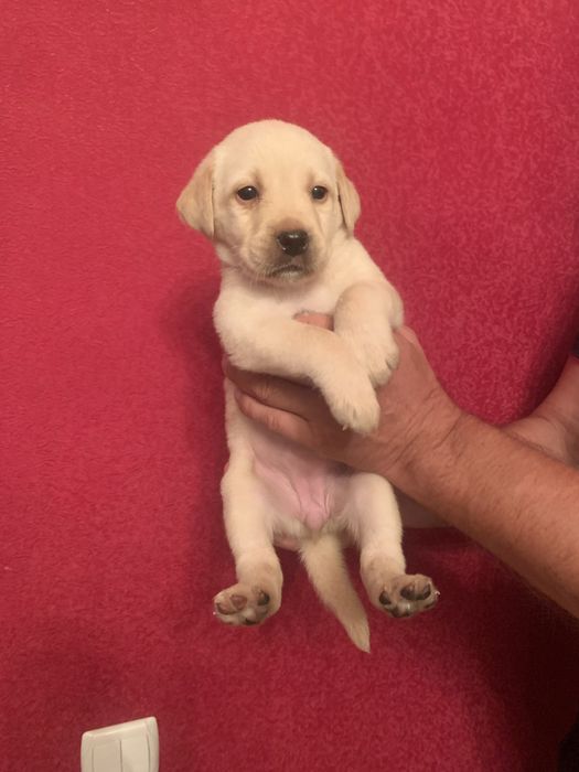 Продам цуценят Лабрадорів