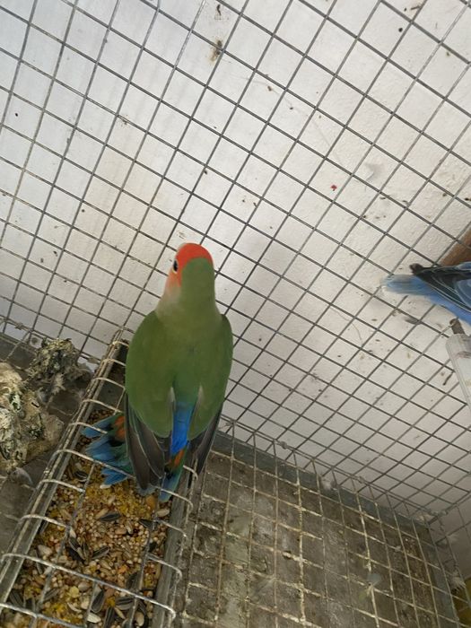 Casal de agapornis