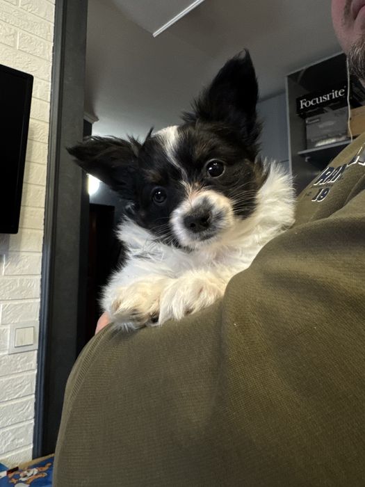 Папійон дівчинка