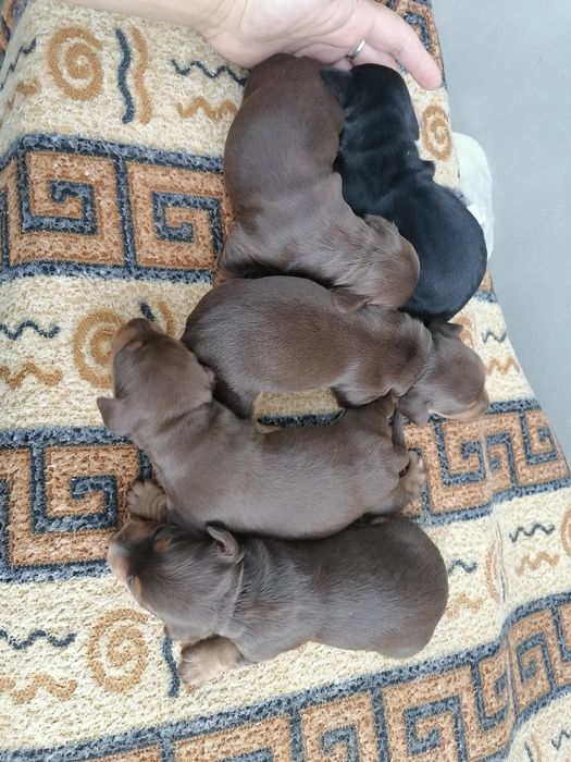 Пропонуємо в'язку