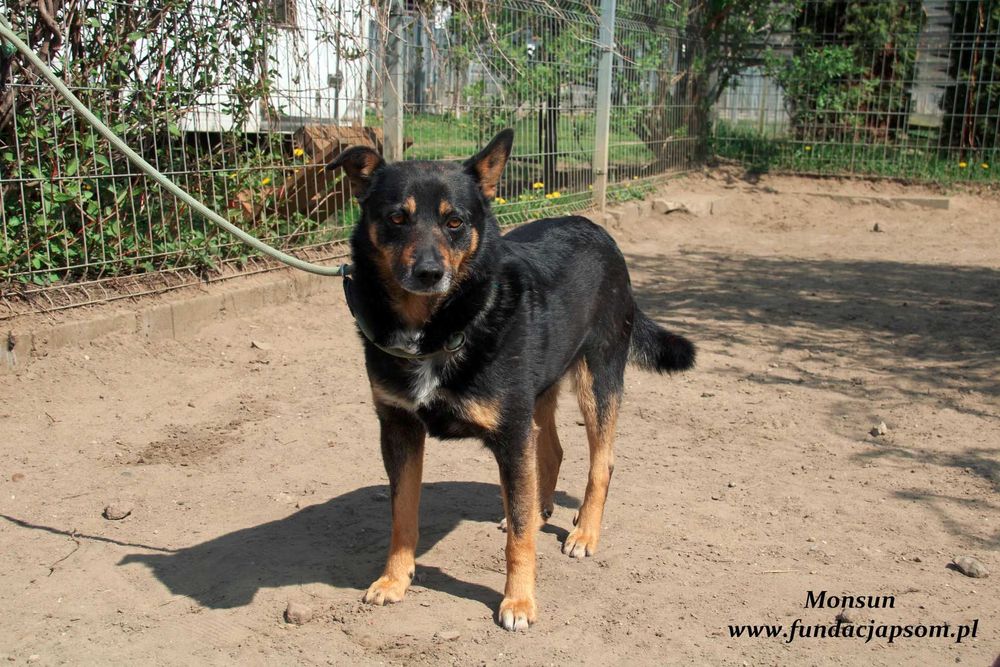 Monsun - przyjacielski psiak