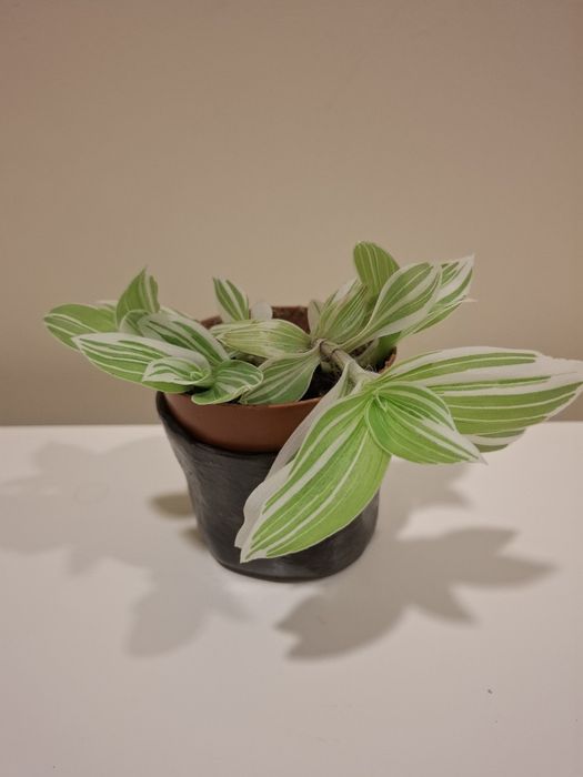 Roślina doniczkowa Trzykrotka zielono-biała, piękna