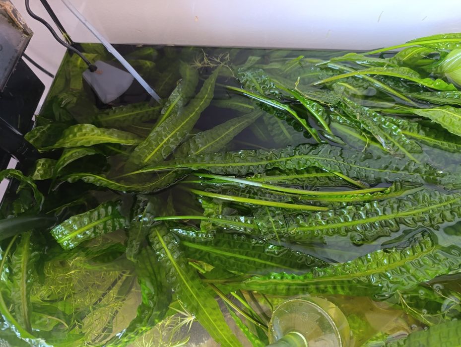 Kryptokoryna karbowana