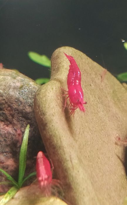 Neocaridina Red Cherry&Sakura Krewetki Akwariowe