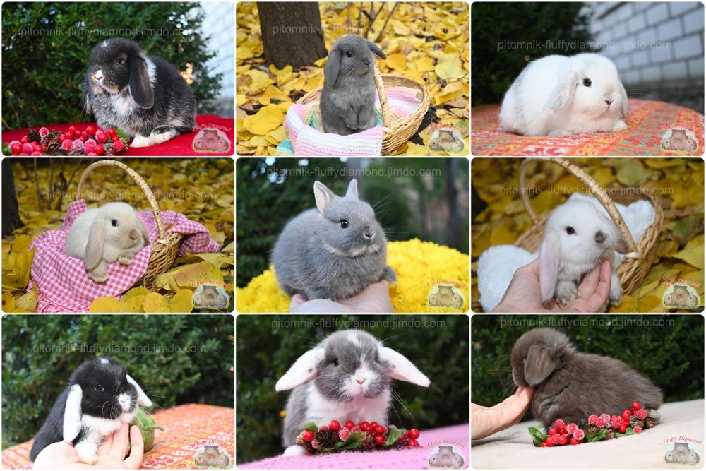 Карликовий висловухий кролик NHD .Розплідник "Fluffy Diamond"