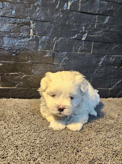 Bichon maltês espetacular