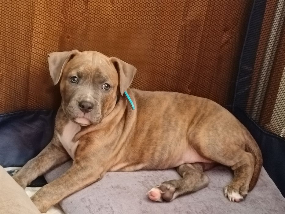 American Staffordshire Terrier Blue rodowód do odbioru